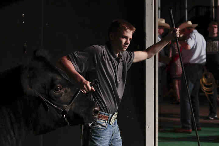 Caden Jones, of Allen County, enters the ring with his Grand Champion Market Beef during the Ohio State Fair Sale of Champions. Jones sold his steer for $41,500.  (Joshua A. Bickel / The Columbus Dispatch)